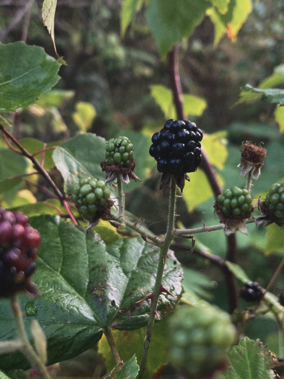 blackberries