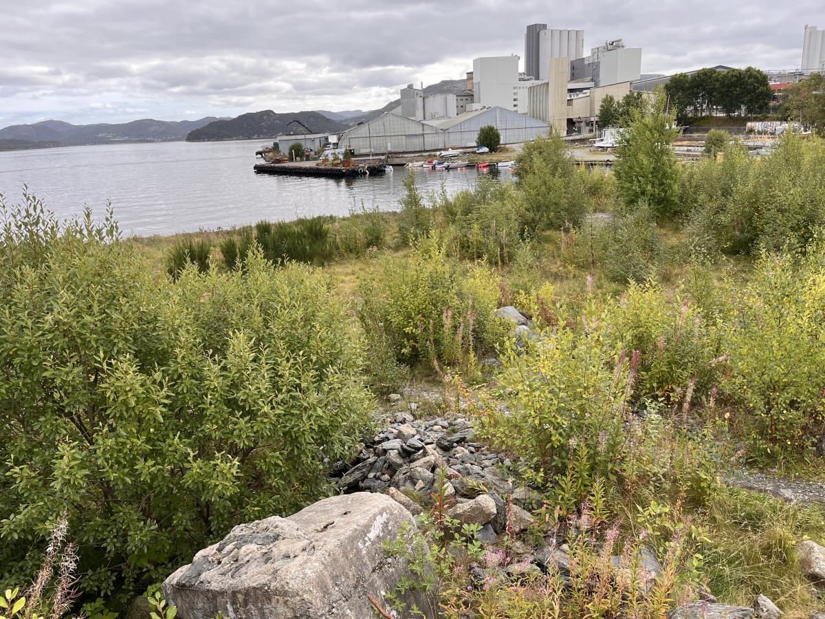 a view from the Esso site, in the foreground rocks and concrete rubble, in the middle nature, grass, small willow trees, then the fjord and the factory buildings of Felleskjøpet in the background